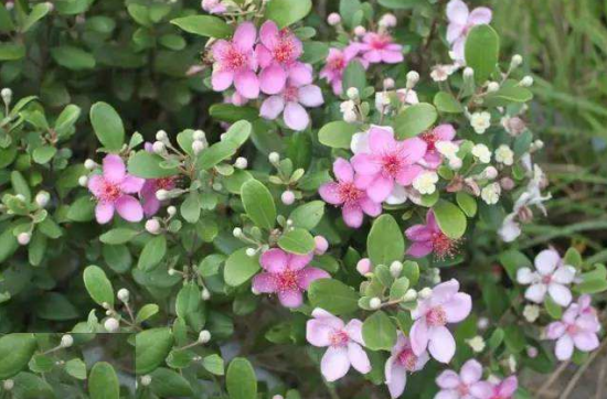 刘景松专栏 ll 医者金娘