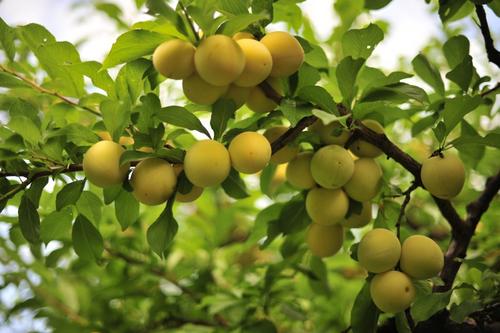 诏安青梅是最好的青梅?