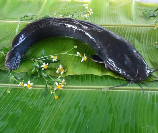 说的塘鲺,又名胡子鲶,它是我国从20世纪80年代的时候从埃及引进过来的