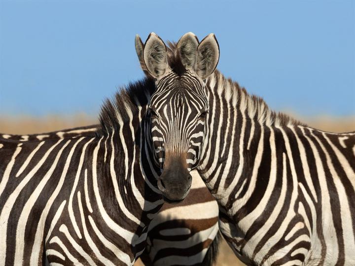 a photographer took an image of 2 zebras, and no one can agree