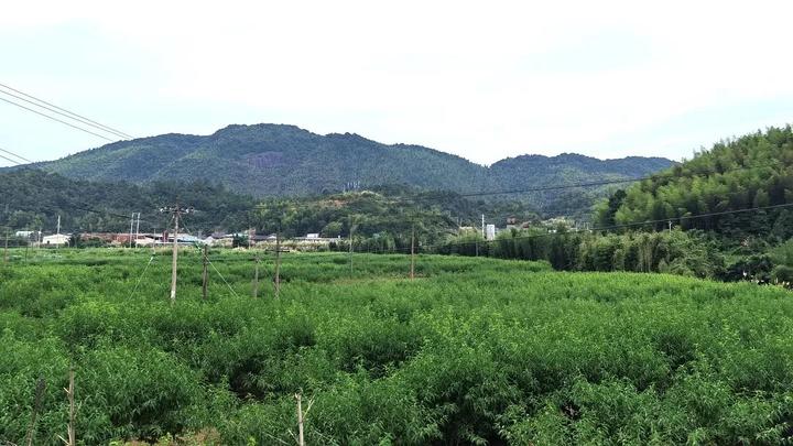 季节流转之下那是西兰乡寿桥村的春日胜景;人面桃花相映红,百亩桃林