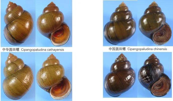 大家平时吃的淡水螺主要有中华圆田螺中国圆田螺,个头比较大,是