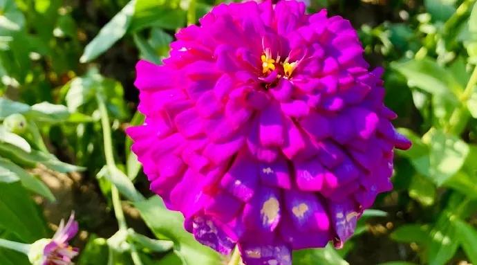 two rainbow flower seas in their blooming season