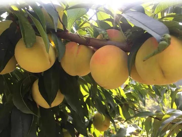三明夏日炎炎有你真甜建宁这些水果正陆续上市治愈你的夏日燥热