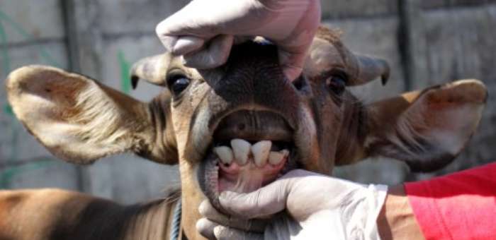 检查牛口腔健康状况