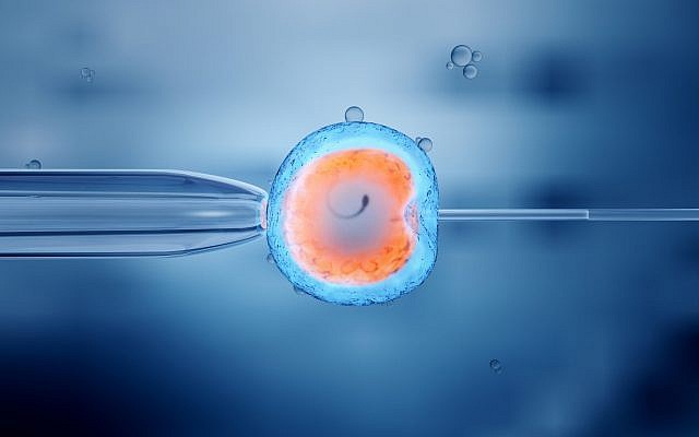 卵细胞的体外受精(ivf).(istock by getty images / man_at_mouse)