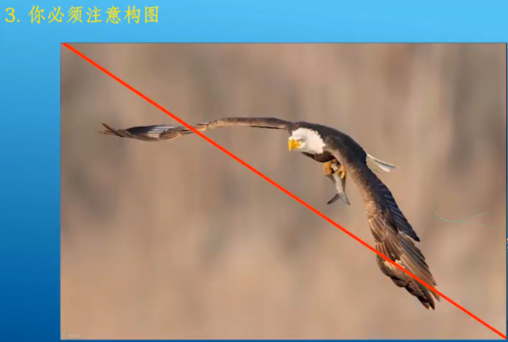 这是对角线构图这是跃虎老师推崇的范博先生的作品,导引式构图.