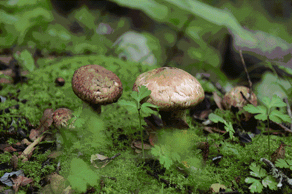 [桂花菌鸡蛋煎饼]一拌一煎香上天,好吃又省心,早餐一绝!