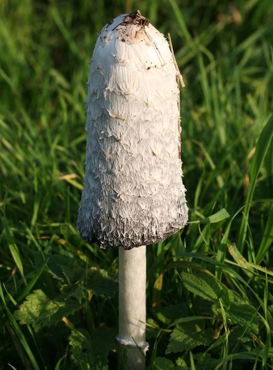 这样的蘑菇千万不要吃小心吃完见小人