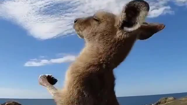 袋鼠伸懒腰看着好舒服啊!_视频_南非_新闻_华人头条