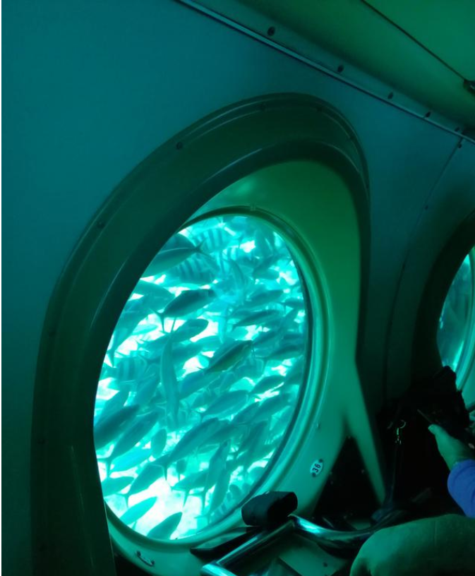 麻起胆子游埃及--红海坐潜艇