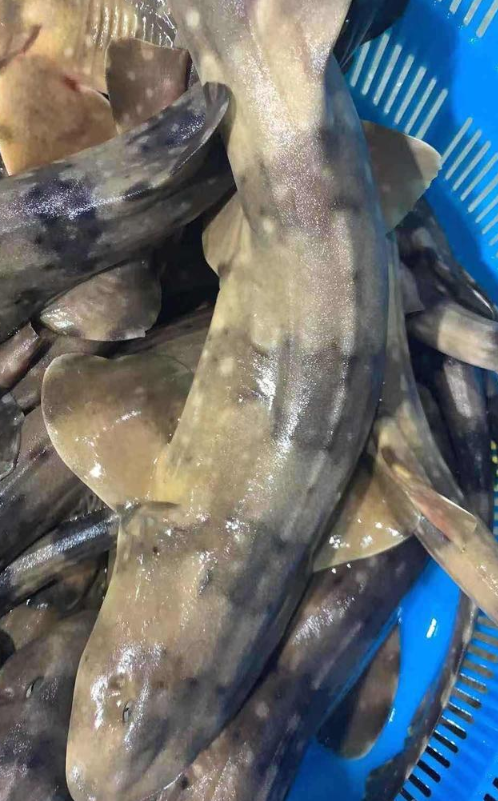 狗鲨又称"条纹斑竹鲨".