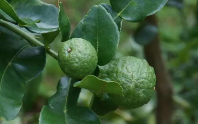 夏天怎么能少了冬阴功海鲜汤?