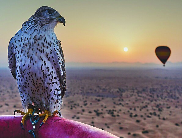 沙漠雄鹰
