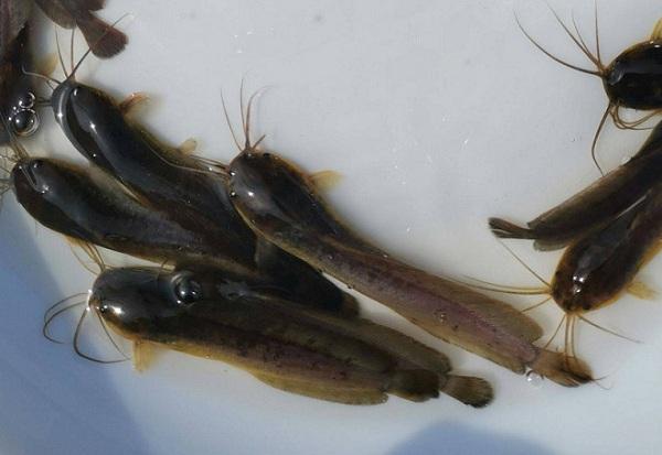 南方农村这种淡水鱼全身无鳞备受争议它的美味只有当地人懂