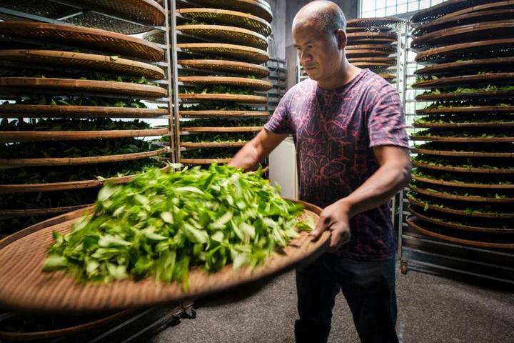 漳平水仙茶制作工序——摇青