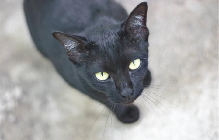 黑猫会带来好运的说法据说起源于古埃及或中世纪说法不一