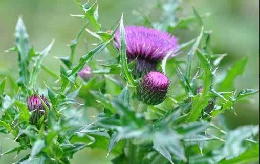 华人头条 内蒙古频道‖鹿城周刊/王彬散文/蓟:一种可以做北京乡土教材