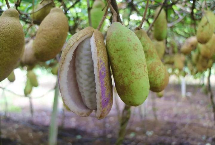 吃过这个山中珍品吗?永泰这里可以采摘到