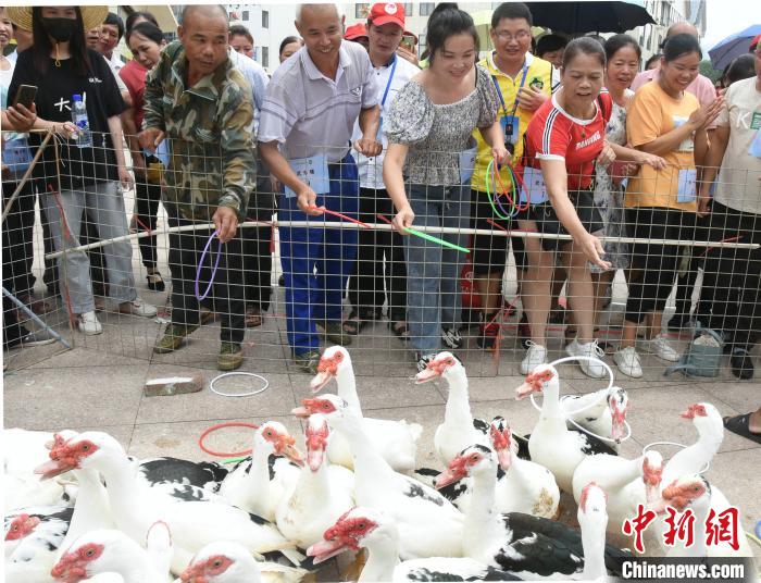 武平县丰收节套鸭子现场.刘文标 摄