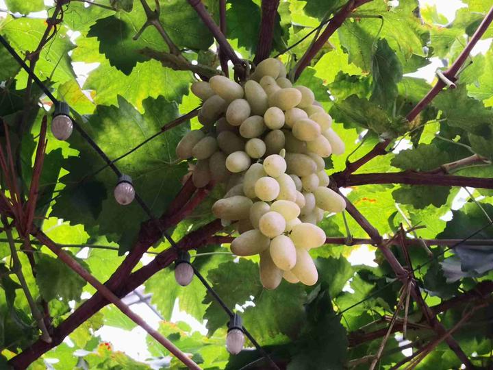 五绝--葡萄树王