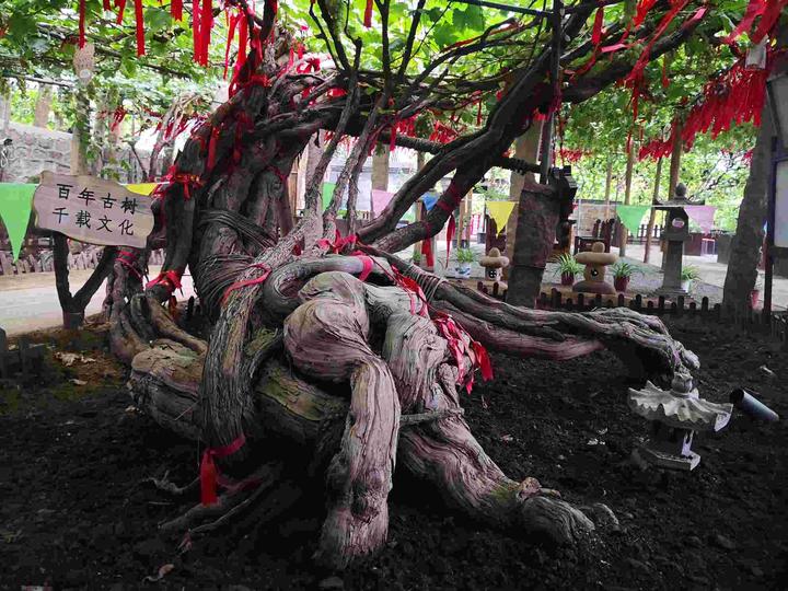 五绝--葡萄树王