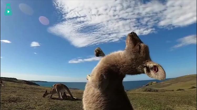 小袋鼠的拉伸活动有被可爱到
