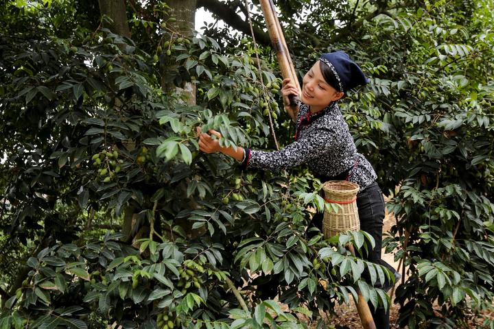 闽清:漫山橄榄树"种出"山区致富路