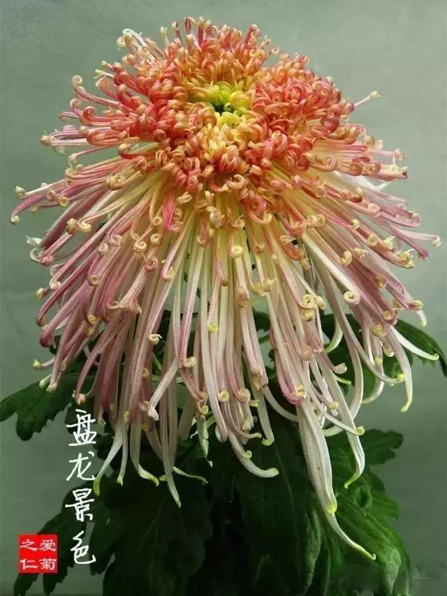 十大名贵菊花图片