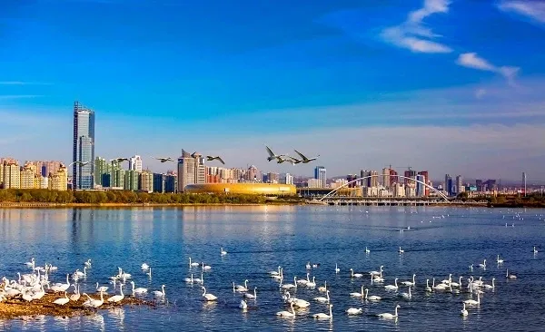 湖滨区"大美黄河 魅力湖滨"主题摄影展之天鹅系列