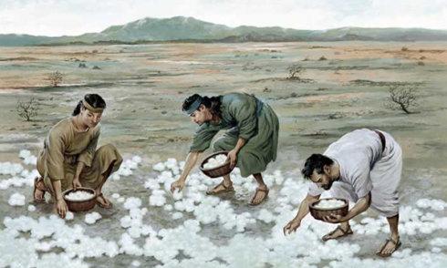 天上掉馅饼,每天按饭量拾取(出埃及记16章)_埃及_新闻_华人头条