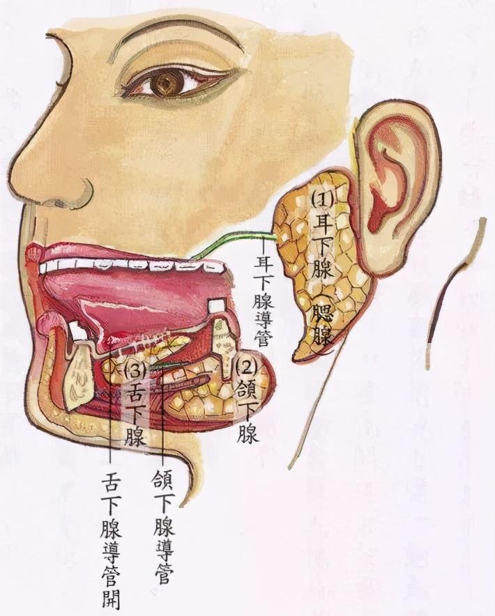 道家养生的"琼浆玉液",其实就在你身边