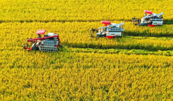 同时,形成"两田制"问题确权模式,将"口粮田"