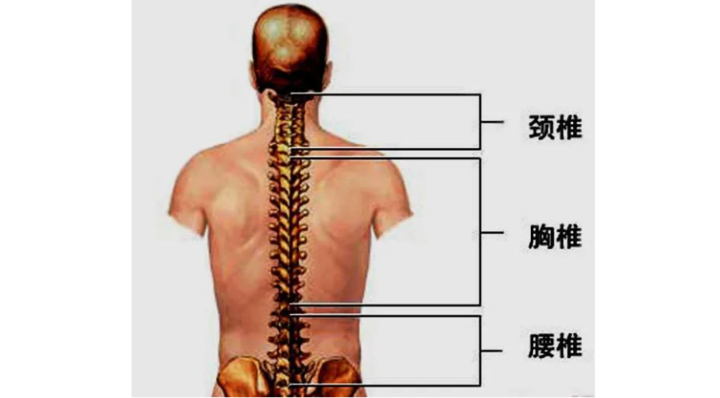 人身体腰位置示意图图片