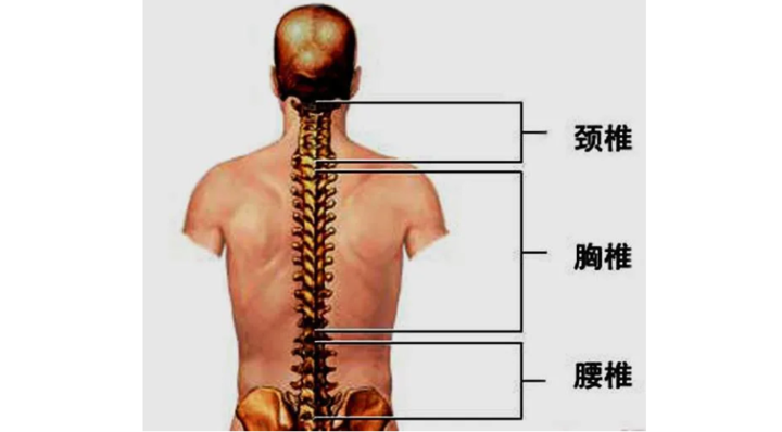 腰在人体什么位置图片图片