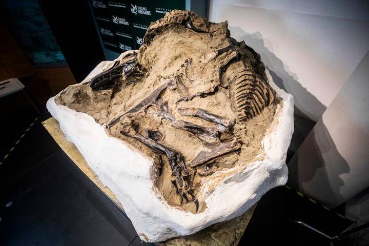 北卡将展出世上第一副完整霸王龙化石,探秘6700万年前两条恐龙缘何