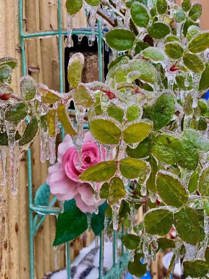 长春惊现"冻雨"奇观!这些图片你可能都没看过