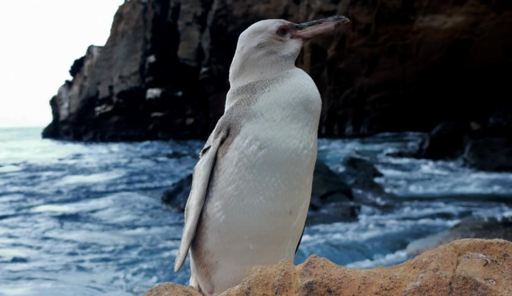 厄瓜多尔发现罕见白色加岛环企鹅