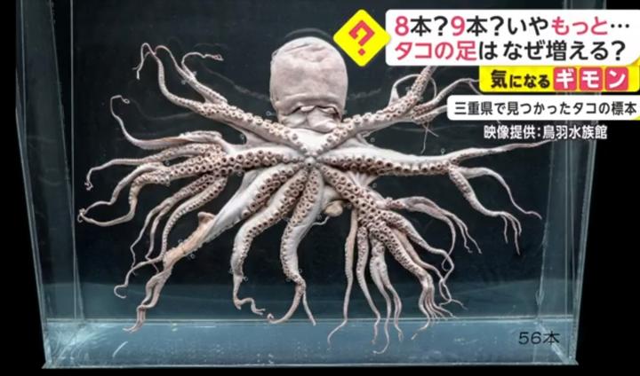 日本沿海惊现九足章鱼,或与福岛核辐射有关
