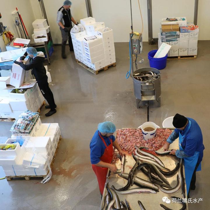 海鲜运送到仓库后,首先进行测温,符合要求的留下,进行分类整理,所有