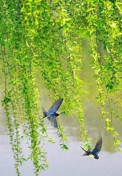 孙祝田诗评鉴李顺林独到热烈情思触发心灵共振