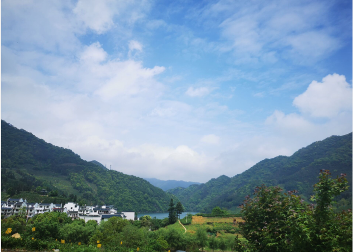 海外華文媒體走讀黃山太平猴魁楊家寨夜經濟