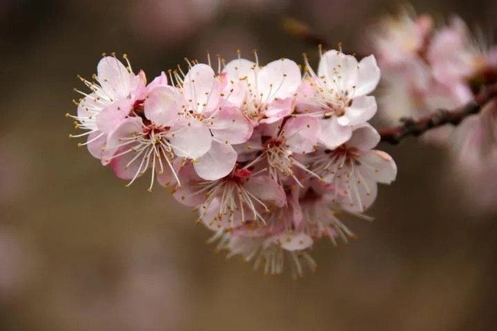 相留相送,时见双燕语风樯.满目飞花万点,回首故人千里,把酒沃愁肠.