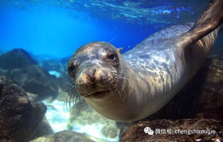 水母水做的心晶莹剔透,飘浮在海浪之间变换各种形态的美07虎皮鲨08触