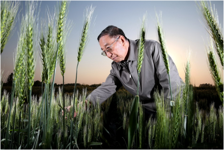 杂交小麦之父李振声曾让小麦产量超越水稻现年90岁高龄