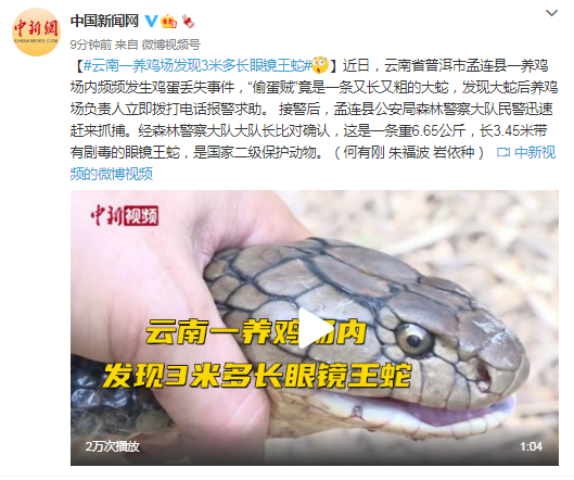 云南一养鸡场发现3米多长眼镜王蛇