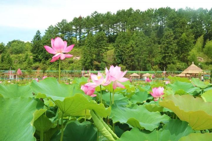 池塘内大洋溪墘村大康生态园今天来推荐一个好地方永泰的夏天去哪赏荷