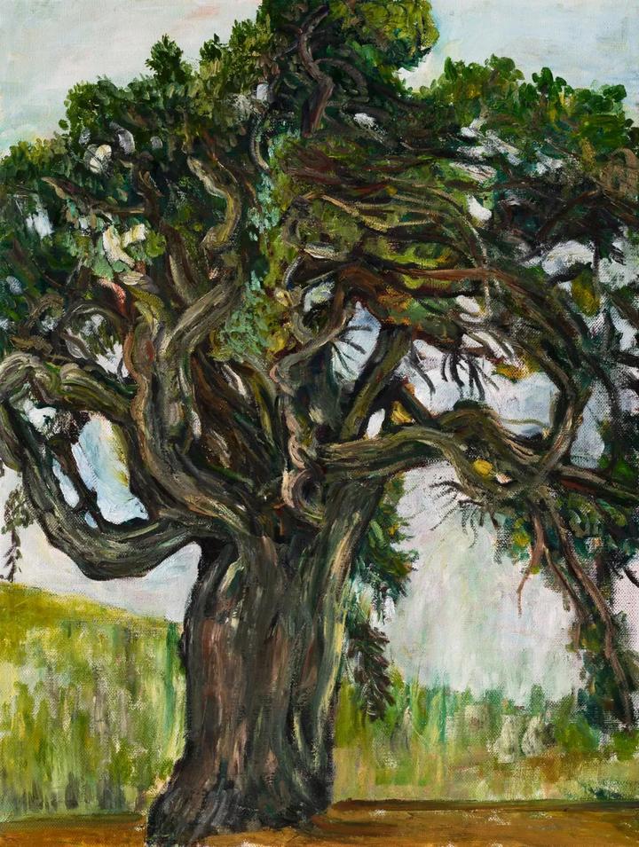 《两千年古柏树》 80*60cm