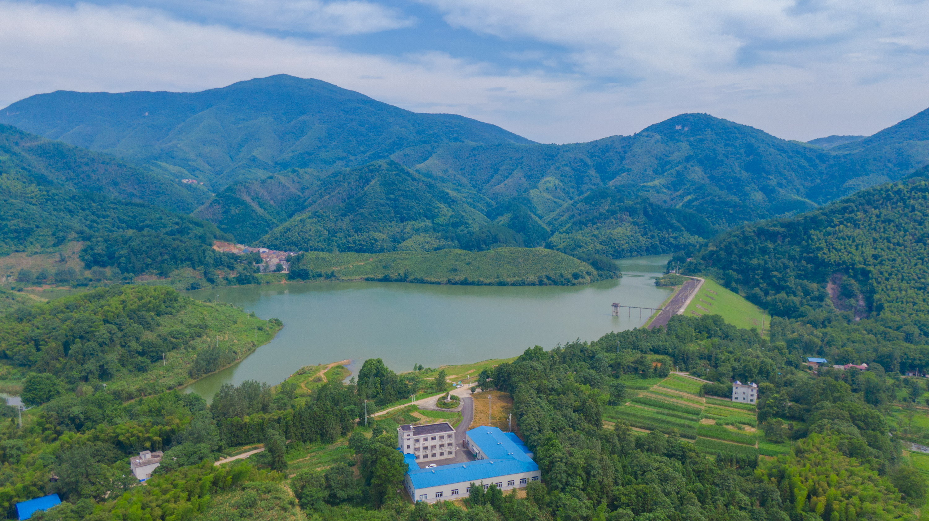 湖北黄石大冶大山里这里有群种植白茶小伙子