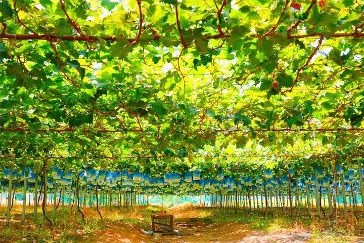 走进翔安果苒美阳光玫瑰葡萄园,开启今夏「甜蜜之旅」!